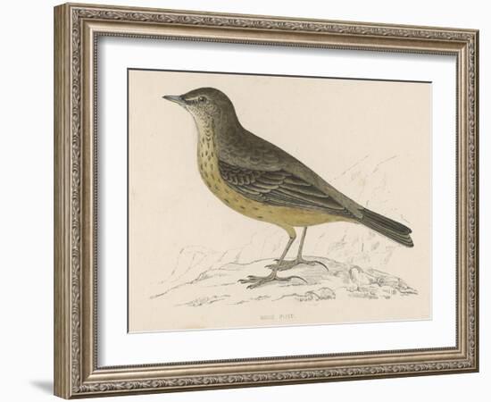 Rock Pipit-Reverend Francis O. Morris-Framed Art Print