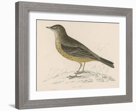 Rock Pipit-Reverend Francis O. Morris-Framed Art Print