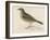 Rock Pipit-Reverend Francis O. Morris-Framed Art Print