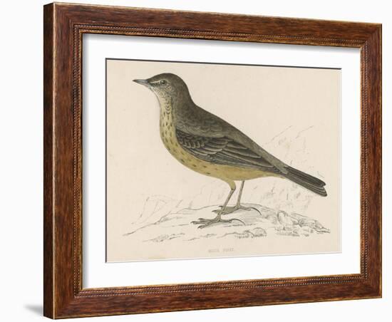 Rock Pipit-Reverend Francis O. Morris-Framed Art Print