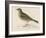 Rock Pipit-Reverend Francis O. Morris-Framed Art Print