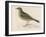 Rock Pipit-Reverend Francis O. Morris-Framed Art Print