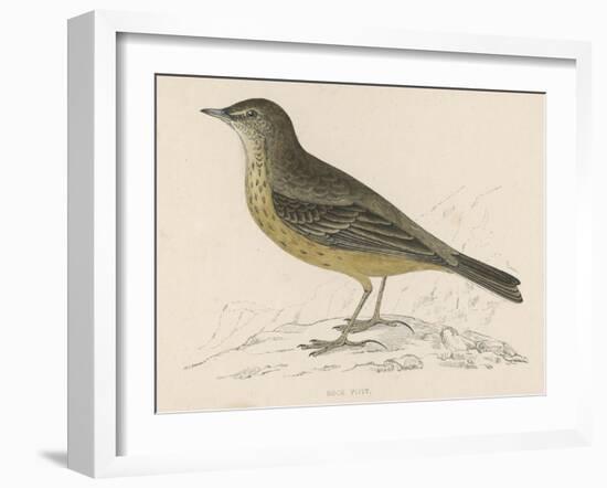 Rock Pipit-Reverend Francis O. Morris-Framed Art Print