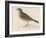 Rock Pipit-Reverend Francis O. Morris-Framed Art Print