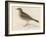 Rock Pipit-Reverend Francis O. Morris-Framed Art Print