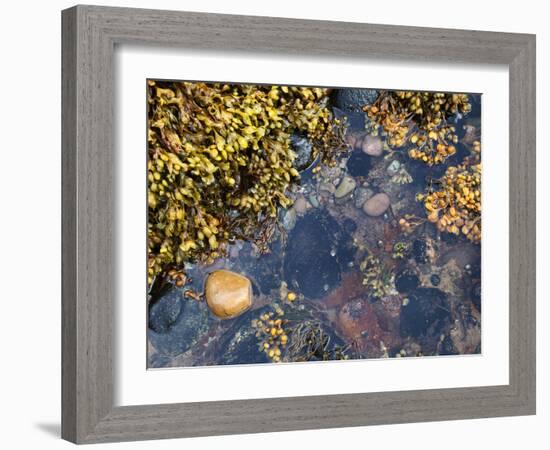 Rock Pool at Catterline, Aberdeenshire, Scotland, United Kingdom, Europe-Mark Sunderland-Framed Photographic Print