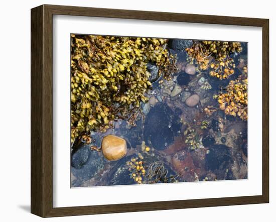 Rock Pool at Catterline, Aberdeenshire, Scotland, United Kingdom, Europe-Mark Sunderland-Framed Photographic Print