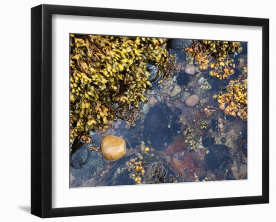 Rock Pool at Catterline, Aberdeenshire, Scotland, United Kingdom, Europe-Mark Sunderland-Framed Photographic Print