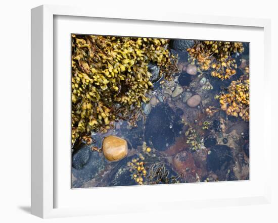 Rock Pool at Catterline, Aberdeenshire, Scotland, United Kingdom, Europe-Mark Sunderland-Framed Photographic Print