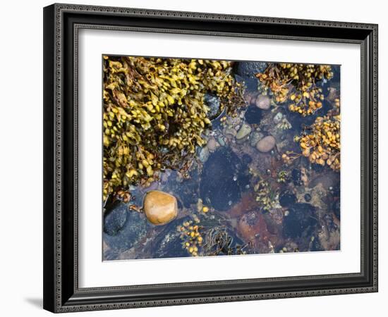 Rock Pool at Catterline, Aberdeenshire, Scotland, United Kingdom, Europe-Mark Sunderland-Framed Photographic Print