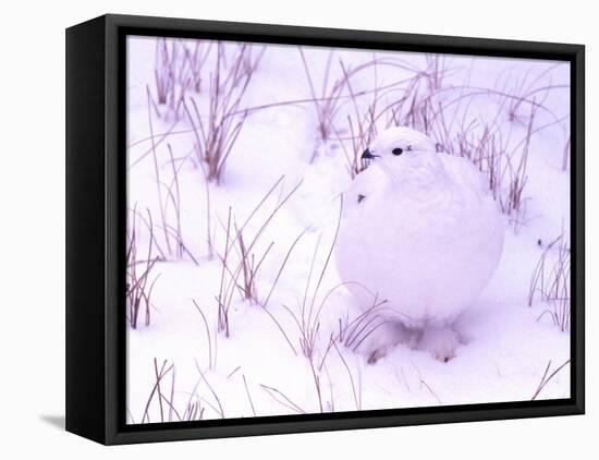 Rock Ptarmigan, Churchill, Manitoba, Canada-Gavriel Jecan-Framed Premier Image Canvas