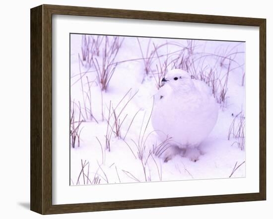 Rock Ptarmigan, Churchill, Manitoba, Canada-Gavriel Jecan-Framed Photographic Print