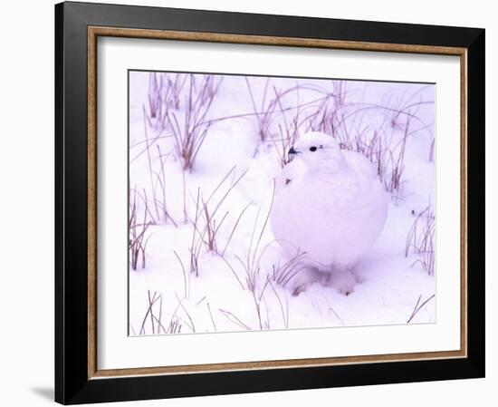 Rock Ptarmigan, Churchill, Manitoba, Canada-Gavriel Jecan-Framed Photographic Print