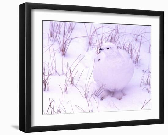 Rock Ptarmigan, Churchill, Manitoba, Canada-Gavriel Jecan-Framed Photographic Print