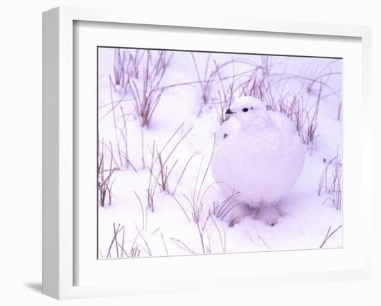 Rock Ptarmigan, Churchill, Manitoba, Canada-Gavriel Jecan-Framed Photographic Print