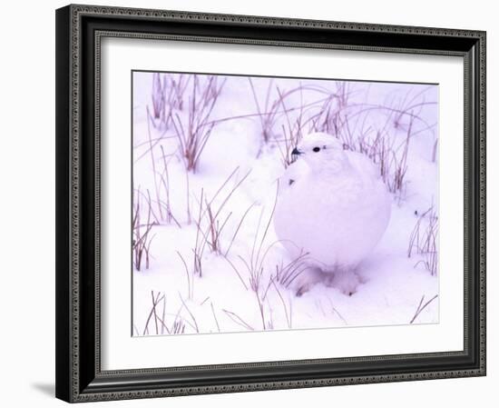 Rock Ptarmigan, Churchill, Manitoba, Canada-Gavriel Jecan-Framed Photographic Print