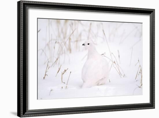 Rock Ptarmigan in Snow-null-Framed Photographic Print