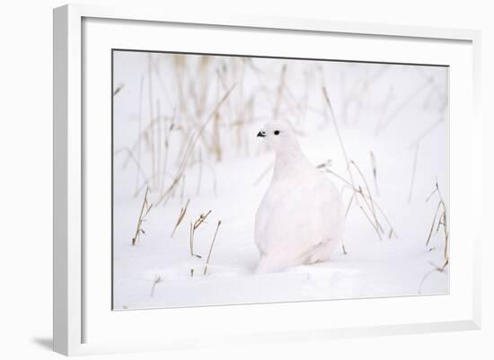 Rock Ptarmigan in Snow-null-Framed Photographic Print