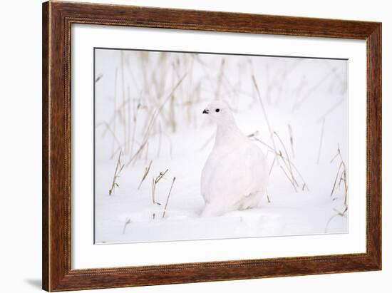 Rock Ptarmigan in Snow-null-Framed Photographic Print