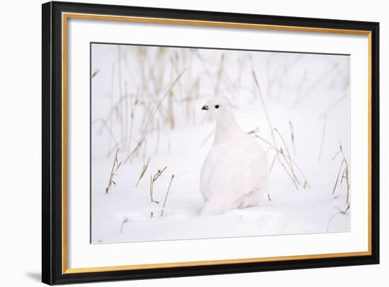 Rock Ptarmigan in Snow-null-Framed Photographic Print