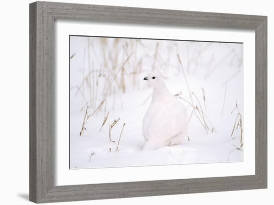 Rock Ptarmigan in Snow-null-Framed Photographic Print