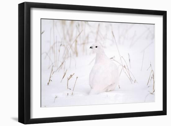 Rock Ptarmigan in Snow-null-Framed Photographic Print