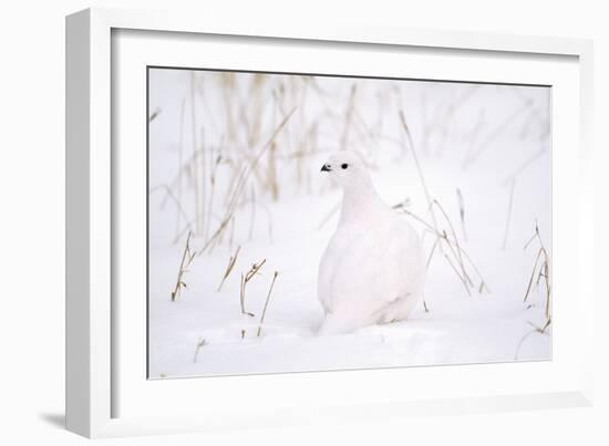 Rock Ptarmigan in Snow-null-Framed Photographic Print