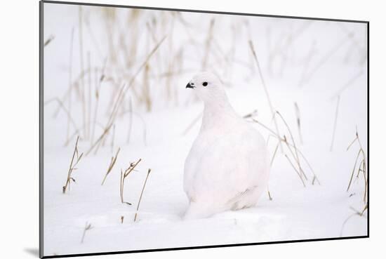Rock Ptarmigan in Snow-null-Mounted Photographic Print