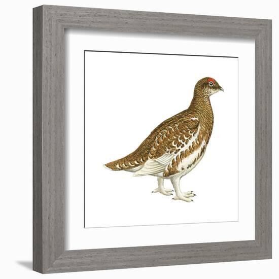 Rock Ptarmigan (Lagopus Mutus), Birds-Encyclopaedia Britannica-Framed Art Print