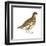 Rock Ptarmigan (Lagopus Mutus), Birds-Encyclopaedia Britannica-Framed Art Print