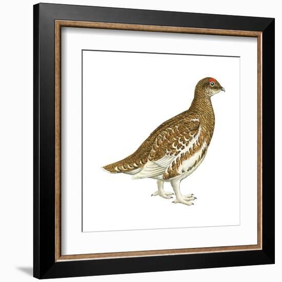 Rock Ptarmigan (Lagopus Mutus), Birds-Encyclopaedia Britannica-Framed Art Print