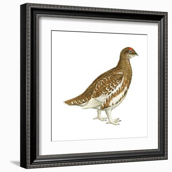 Rock Ptarmigan (Lagopus Mutus), Birds-Encyclopaedia Britannica-Framed Art Print