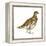 Rock Ptarmigan (Lagopus Mutus), Birds-Encyclopaedia Britannica-Framed Stretched Canvas