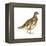 Rock Ptarmigan (Lagopus Mutus), Birds-Encyclopaedia Britannica-Framed Stretched Canvas