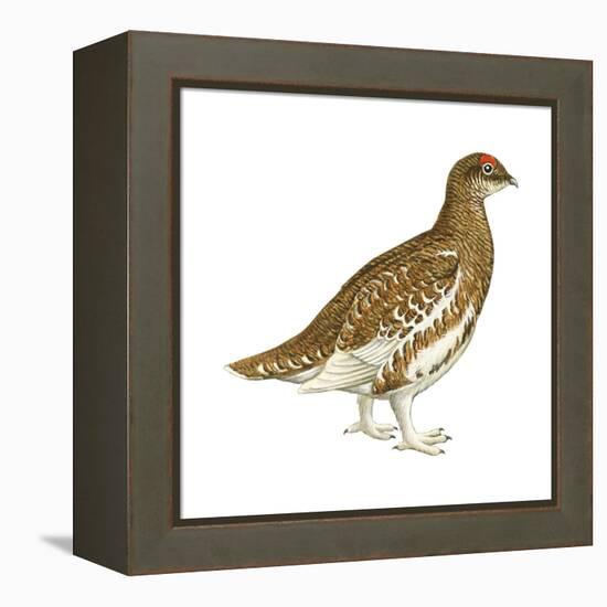 Rock Ptarmigan (Lagopus Mutus), Birds-Encyclopaedia Britannica-Framed Stretched Canvas