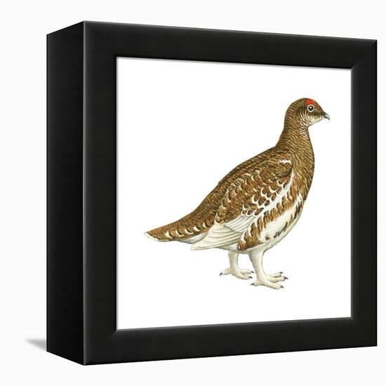 Rock Ptarmigan (Lagopus Mutus), Birds-Encyclopaedia Britannica-Framed Stretched Canvas