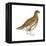 Rock Ptarmigan (Lagopus Mutus), Birds-Encyclopaedia Britannica-Framed Stretched Canvas