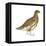 Rock Ptarmigan (Lagopus Mutus), Birds-Encyclopaedia Britannica-Framed Stretched Canvas