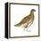 Rock Ptarmigan (Lagopus Mutus), Birds-Encyclopaedia Britannica-Framed Stretched Canvas