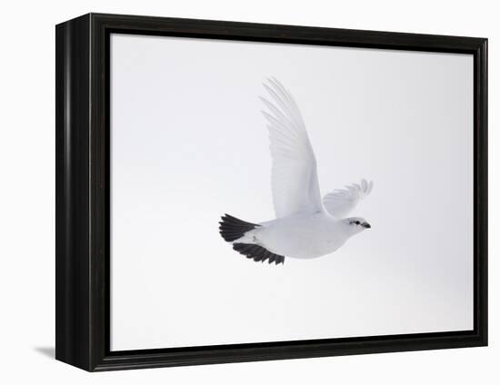 Rock Ptarmigan (Lagopus Mutus) Female in Flight, Winter Plumage, Cairngorms Np, Highland, UK-Peter Cairns-Framed Premier Image Canvas