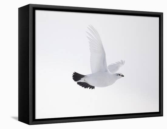 Rock Ptarmigan (Lagopus Mutus) Female in Flight, Winter Plumage, Cairngorms Np, Highland, UK-Peter Cairns-Framed Premier Image Canvas