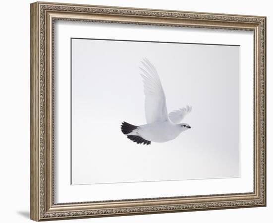 Rock Ptarmigan (Lagopus Mutus) Female in Flight, Winter Plumage, Cairngorms Np, Highland, UK-Peter Cairns-Framed Photographic Print