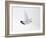 Rock Ptarmigan (Lagopus Mutus) Female in Flight, Winter Plumage, Cairngorms Np, Highland, UK-Peter Cairns-Framed Photographic Print