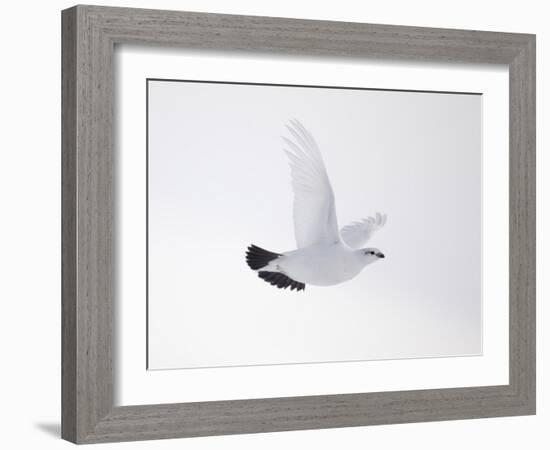 Rock Ptarmigan (Lagopus Mutus) Female in Flight, Winter Plumage, Cairngorms Np, Highland, UK-Peter Cairns-Framed Photographic Print