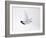 Rock Ptarmigan (Lagopus Mutus) Female in Flight, Winter Plumage, Cairngorms Np, Highland, UK-Peter Cairns-Framed Photographic Print