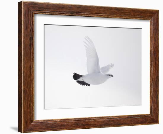 Rock Ptarmigan (Lagopus Mutus) Female in Flight, Winter Plumage, Cairngorms Np, Highland, UK-Peter Cairns-Framed Photographic Print