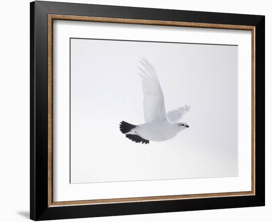 Rock Ptarmigan (Lagopus Mutus) Female in Flight, Winter Plumage, Cairngorms Np, Highland, UK-Peter Cairns-Framed Photographic Print