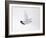 Rock Ptarmigan (Lagopus Mutus) Female in Flight, Winter Plumage, Cairngorms Np, Highland, UK-Peter Cairns-Framed Photographic Print