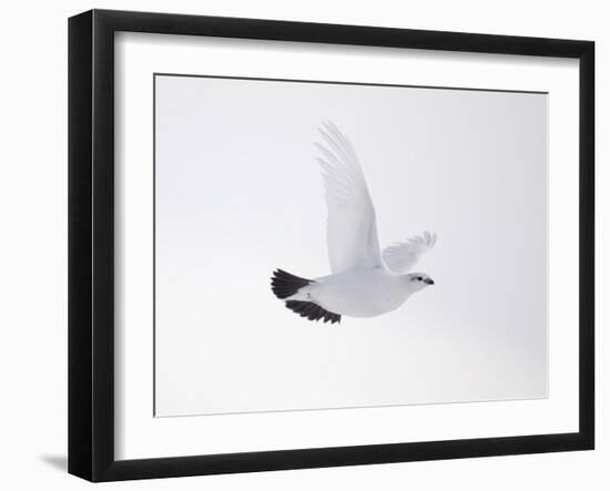 Rock Ptarmigan (Lagopus Mutus) Female in Flight, Winter Plumage, Cairngorms Np, Highland, UK-Peter Cairns-Framed Photographic Print