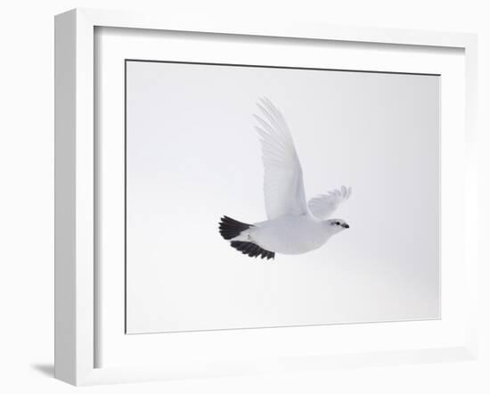 Rock Ptarmigan (Lagopus Mutus) Female in Flight, Winter Plumage, Cairngorms Np, Highland, UK-Peter Cairns-Framed Photographic Print